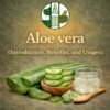 Aloe vera (Introduction, Benefits, and Usages)