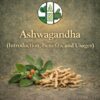 Ashwagandha (Introduction, Benefits, and Usages)