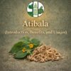 Atibala (Introduction, Benefits, and Usages)