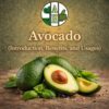 Avocado (Introduction, Benefits, and Usages)