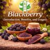 Blackberry (Introduction, Benefits, and Usages)