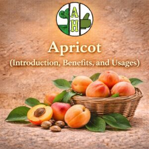 Apricot (Introduction, Benefits, and Usages)