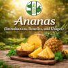 Ananas (Introduction, Benefits, and Usages)