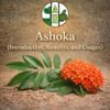 Ashoka (Introduction, Benefits, and Usages)
