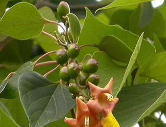 Gambhari