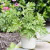 Citronella