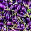 Brinjal