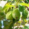 Guava