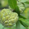 Custard Apple