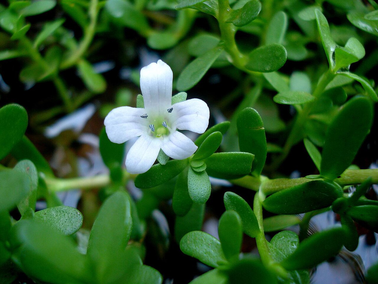 brahmi