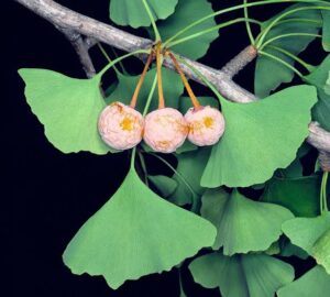 Ginkgo biloba