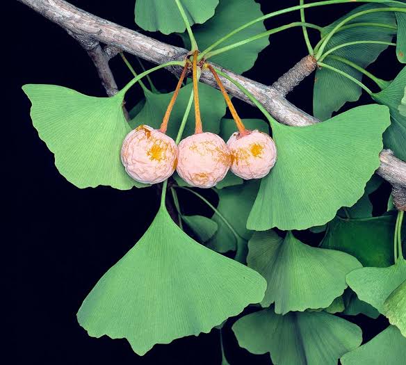 Ginkgo biloba